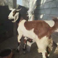 فروشی|حیوانات مزرعه|میناب, |دیوار