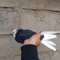 کفتر صید شده