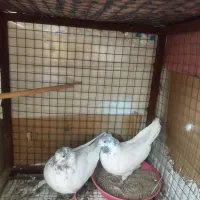 کله برنجی تیره قدیم یزدی