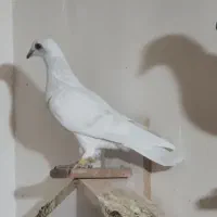 کبوتر مامی کرمانی و سار سیاه|پرنده|طبس, |دیوار