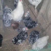 تخم مرغ نطفه دارگلین اصیل|حیوانات مزرعه|بیجار, |دیوار