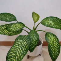 گل دیفن ..|گل و گیاه طبیعی|رشت, آب و برق|دیوار