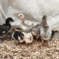 جوجه مرغ گلین