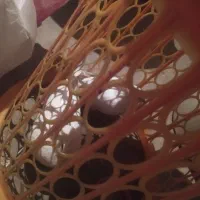 معاوضه تهرانی کبوتر