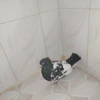 کفتر مفت مفت