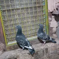 مسافتی|حراج|محمدبار, |دیوار