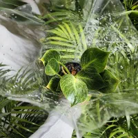 برکین فقط ۵۵