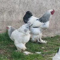 جوجه یک روزه برهما لایت