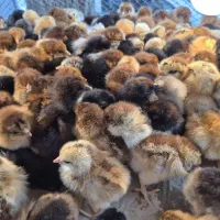 جوجه گلپایگان 1روزه