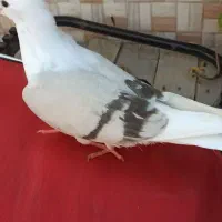 دوکت آبی و خاکستری|پرنده|جم, |دیوار
