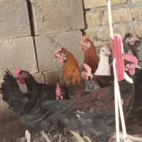 فروش مرغ و خروس محلی