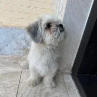 سگ پا کوتاه شیتزو