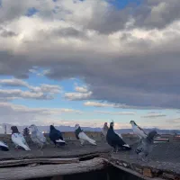 ۹ عدد کفتر بوم