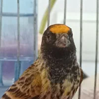 سهره گلبسر نر کهنه قفسه