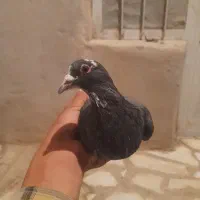 کبوتر خوب و سرحال|پرنده|بافت, |دیوار