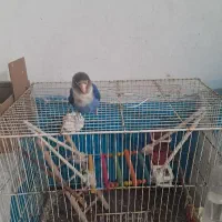 کوتوله خوش آواز