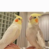 عروس هلندی ماده و انواع مرغ عشق|پرنده|تبریز, |دیوار