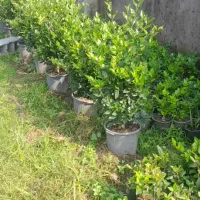 فروش یاس هلندی سطل ۱۰، ۱۲، زباله، وصال ۴۲|گل و گیاه طبیعی|نشتارود, |دیوار