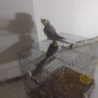 فروش عروس