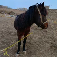 دورگه آروم .یال بلند .موهای پیشانی بلند زیبا