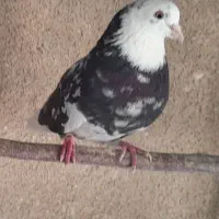 کبوترهماسرور|پرنده|کهریزک, |دیوار