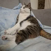 واگذاری گربه ماده یک ساله تربیت‌شده