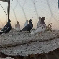 کفتر رنگی کبوتر پرشی