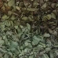 آویشن شیراز بسیار تمیز بدون ناخالصی|خوردنی و آشامیدنی|شیراز, باهنر|دیوار