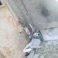 کفتر مینا سبز