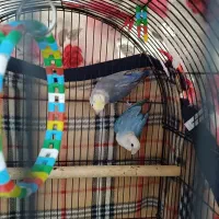 جفت طوطی برزیلی مولد اوپال آبی