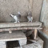 کبوترترکه ای اصفهانی کاغذی