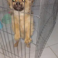 پامرین عروسکی