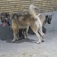 دانا۲۳ماهه