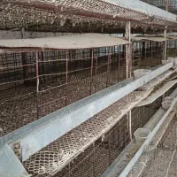 قفس بلدرچین