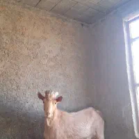 چپش آلپاین اصل|حیوانات مزرعه|تفت, |دیوار