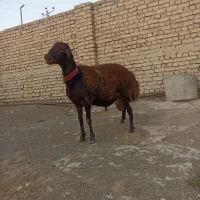 قوچ همو و بره قوچ همو|حیوانات مزرعه|گلپایگان, |دیوار
