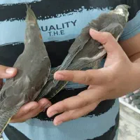 عروس هلندی