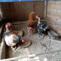 مرغ تخم گذار