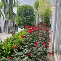 کمک اشپز ایرانی و پارکبان