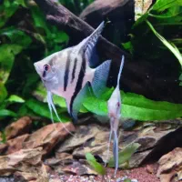 اکواریوم سوپر کلیر