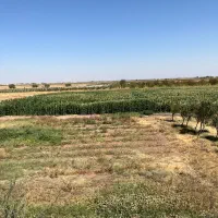 باغ انگور داربستی|فروش دفتر صنعتی، کشاورزی، تجاری|دشتابی, |دیوار