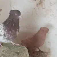 کفتر دوتا نرکله سرخ کلایی وزرد دم سفید