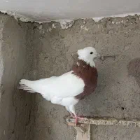 طوقی|پرنده|مشهد, ارشاد|دیوار