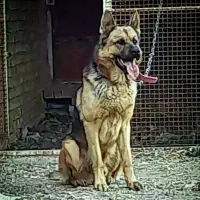 سگ ژرمن|سگ|مبارکه, |دیوار