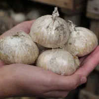 موسیر درجه یک فریدونشهر