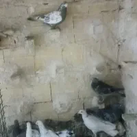 صید.بوم .چخ|پرنده|مشهد, تلگرد|دیوار