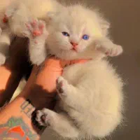 اسکاتیش وایت پاستیل صورتی|گربه|تهران, تهرانپارس غربی|دیوار