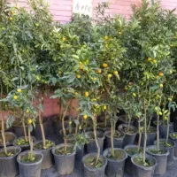 کودحیوانی باغچه ای