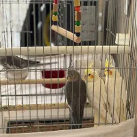 عروس هلندی|پرنده|کبودرآهنگ, |دیوار