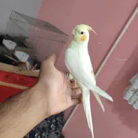 عروس هلندی